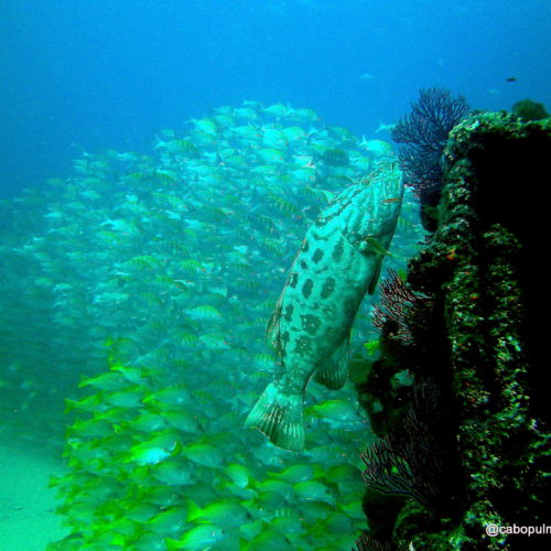 Grouper and Snapper in El Vencedor
