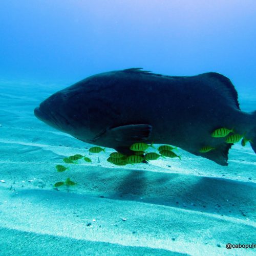 Gulf Grouper in Los Morros