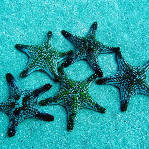 Starfish in Las Casitas